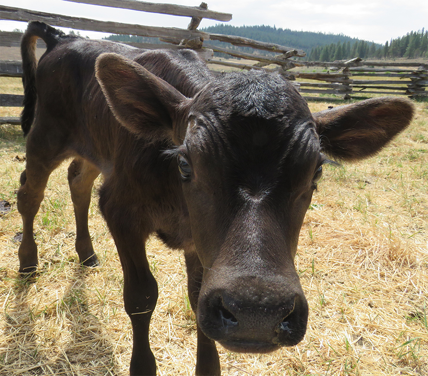 A young calf waits her turn for milk from one of the spare Jersey cows; the smaller of two siblings, when cows have more than one calf additional measures must be taken to ensure that there's enough milk to go around.