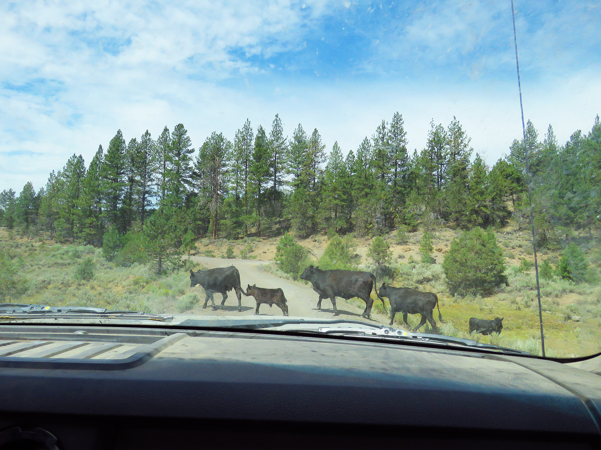 Cows and their calves crossing the road for greener pastures.