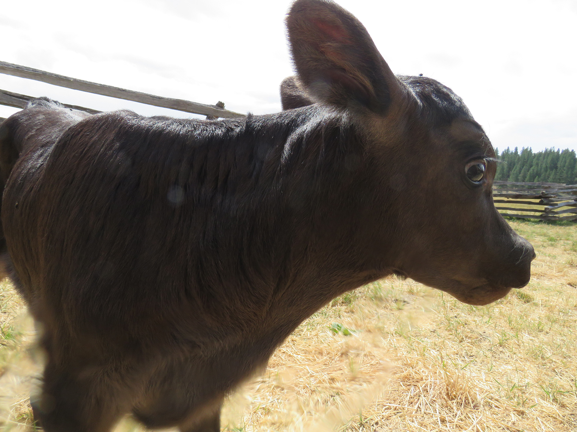 A calf changes her mind after approaching for a closer look.