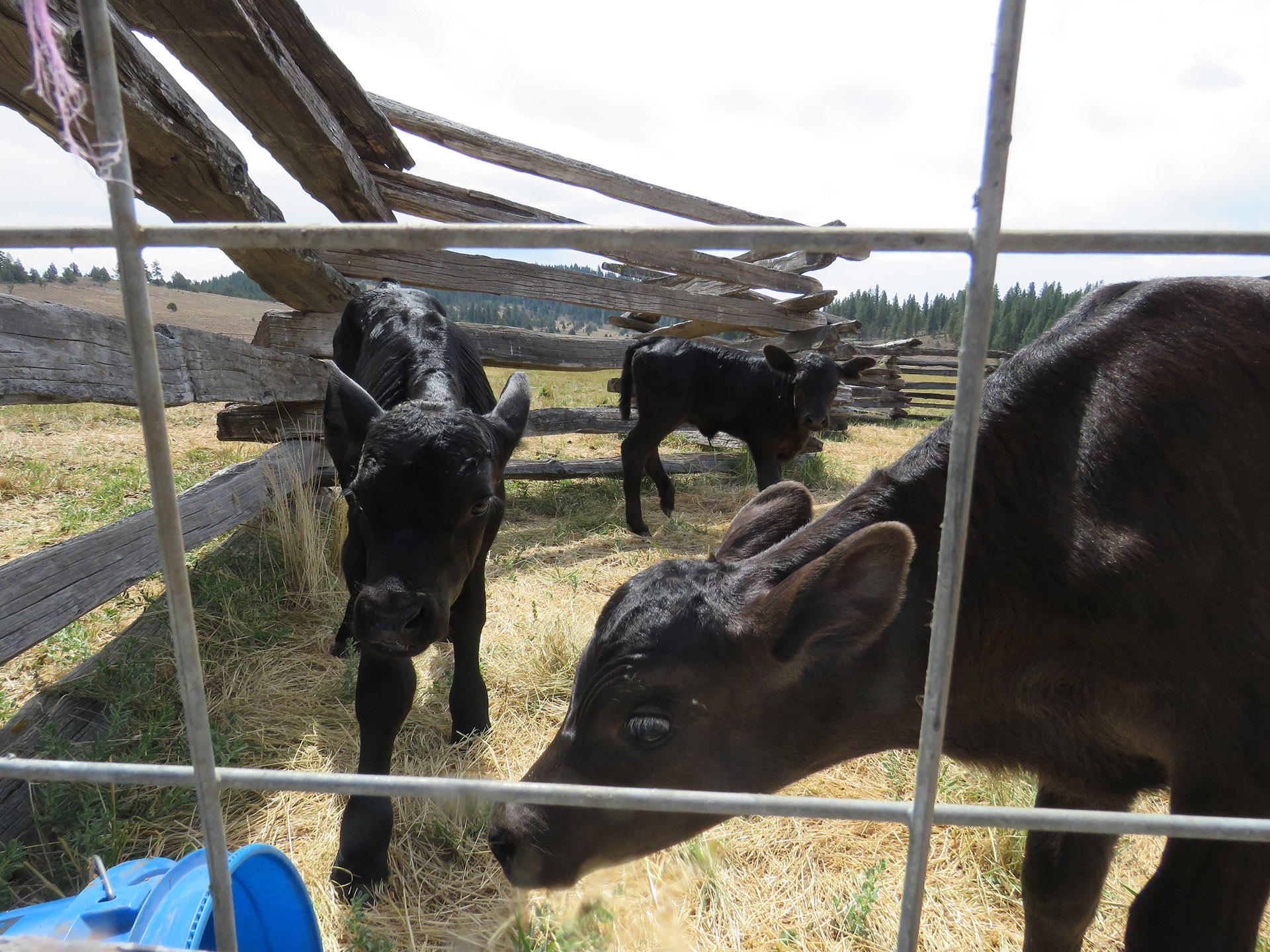 Bottle calves happily graze ager getting milk from their newly adopted Jersey cow mother.