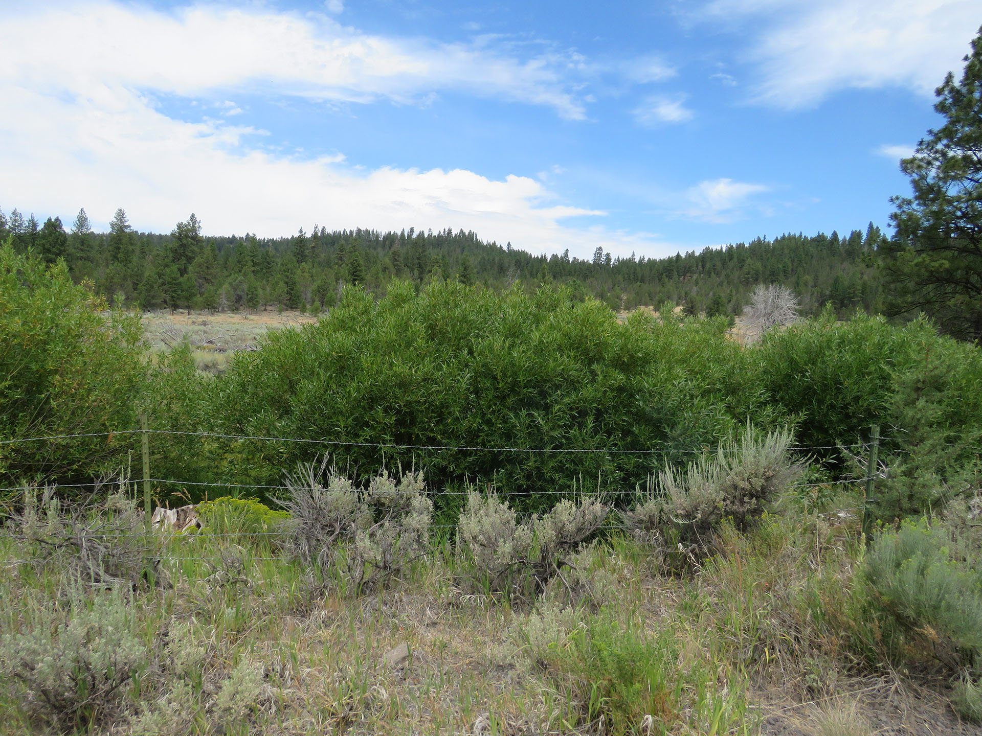 Vegetation obscuring the creek in a cattle exclosure.