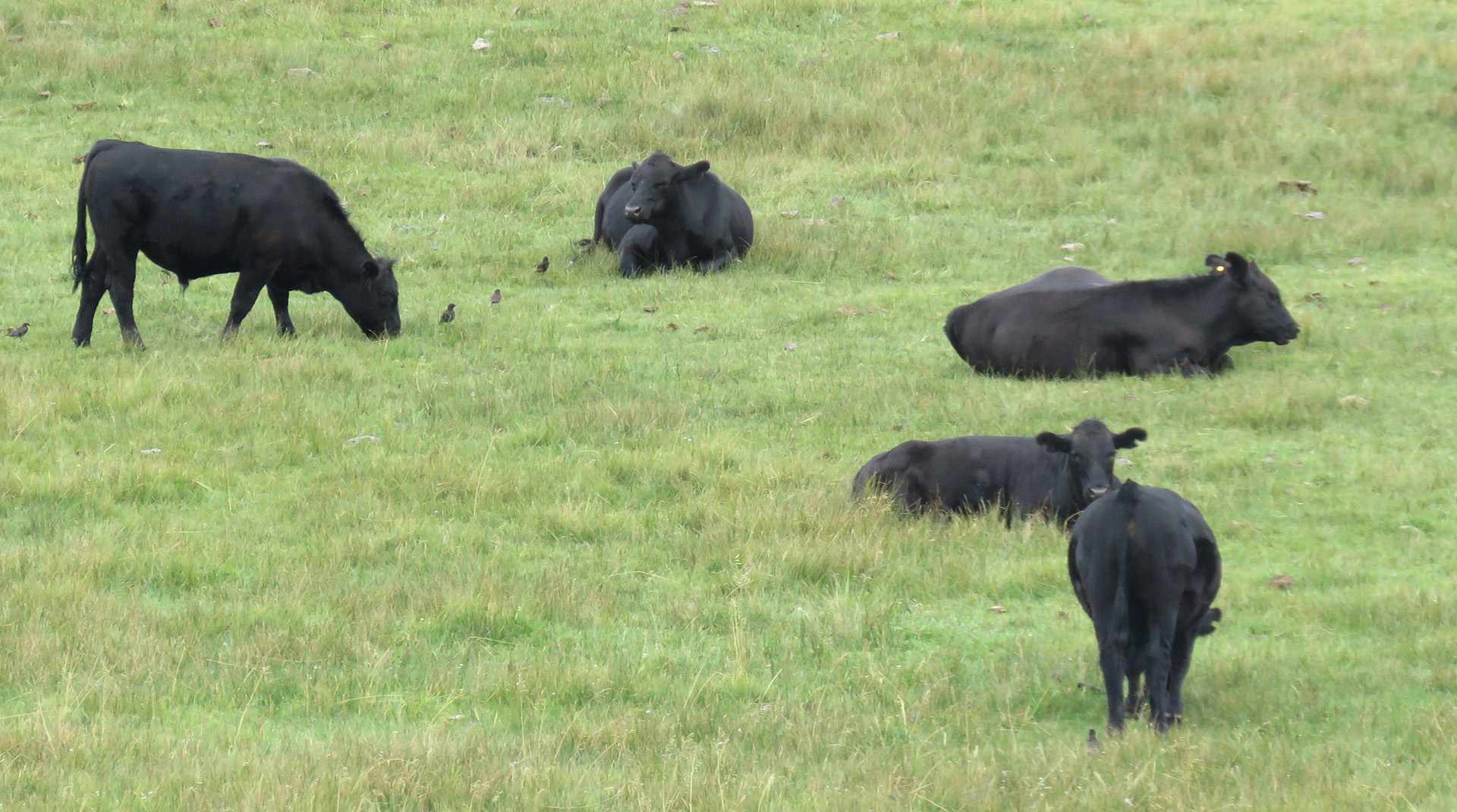 Gelbvieh and Angus cross cattle at Fishhole Creek Ranch.