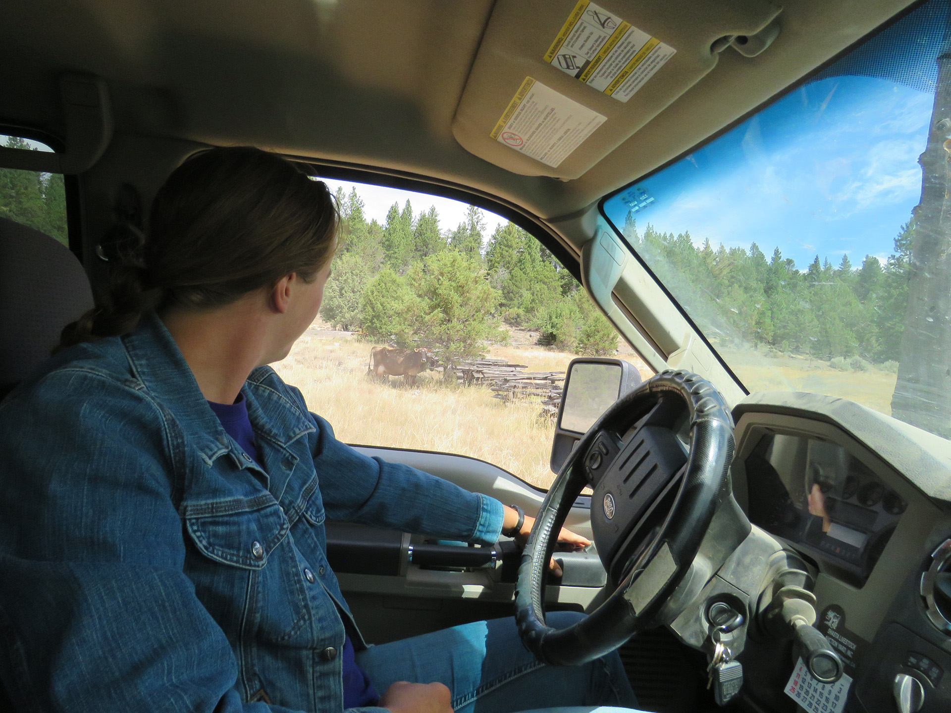 Larisa Robertson checks up on her Jersey milk cow.